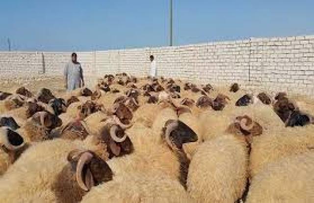 بلدنا نيوز الاقتصادي