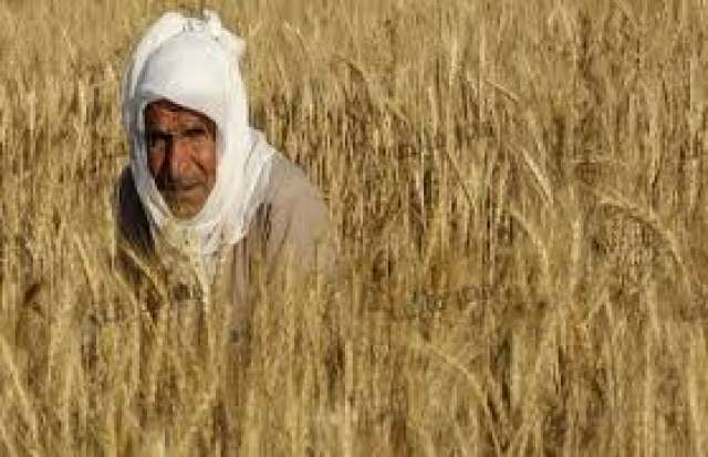 أسعار أردب القمح