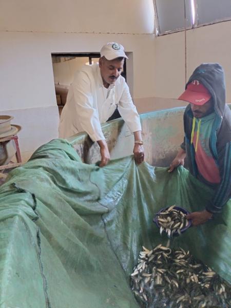 سمك