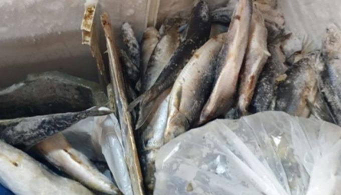 ”الزراعة” : ضبط 71 طنًا من الأسماك المملحة والمدخنة غير الصالحة وتحرير 177 محضرًا في حملات استباقية قبل شم النسيم