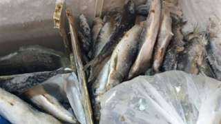 ”الزراعة” : ضبط 71 طنًا من الأسماك المملحة والمدخنة غير الصالحة وتحرير 177 محضرًا في حملات استباقية قبل شم النسيم