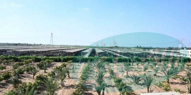 رئيس الوزراء يبدأ جولة تفقدية بعدد من مشروعات الإنتاج الزراعي والحيواني بمحافظتي الجيزة والبحيرة